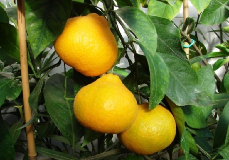 Portakal, ananas, mandalina gibi C vitamini aşırı alınmamalıdır