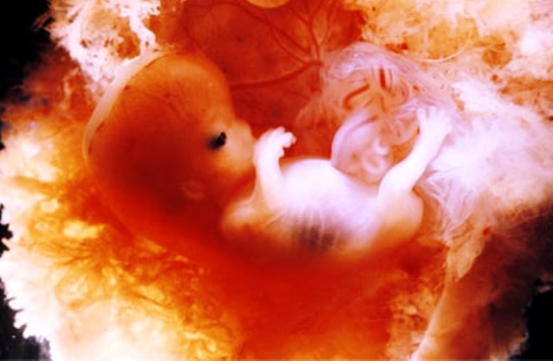 Bebeğin İç Organları Oluşuma Başlar