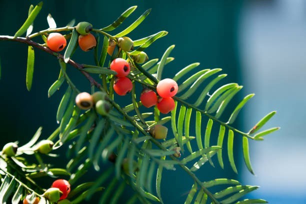 Porsuk Ağacı - Yew Tree