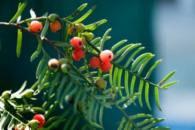 Porsuk Ağacı - Yew Tree