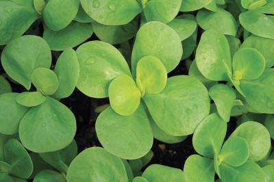 Semiz Otu - Purslane