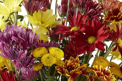 Sığır Kuyruğu Çiçeği  - Beef Tail Flower