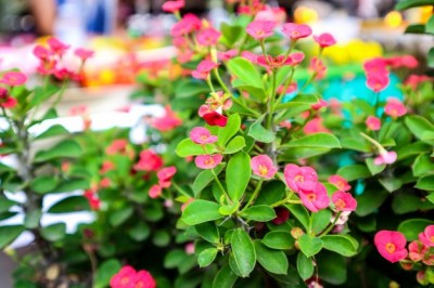 Sütleğen - Euphorbia