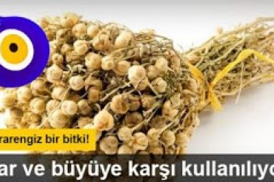 Çok Esrarengiz Bitki. Nazar ve Büyü ye Karşı Kullanılıyor.