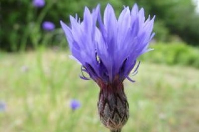 Peygamber Çiçeği - Centaurea cyanus -  Cornflower